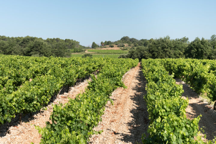 Les vignes