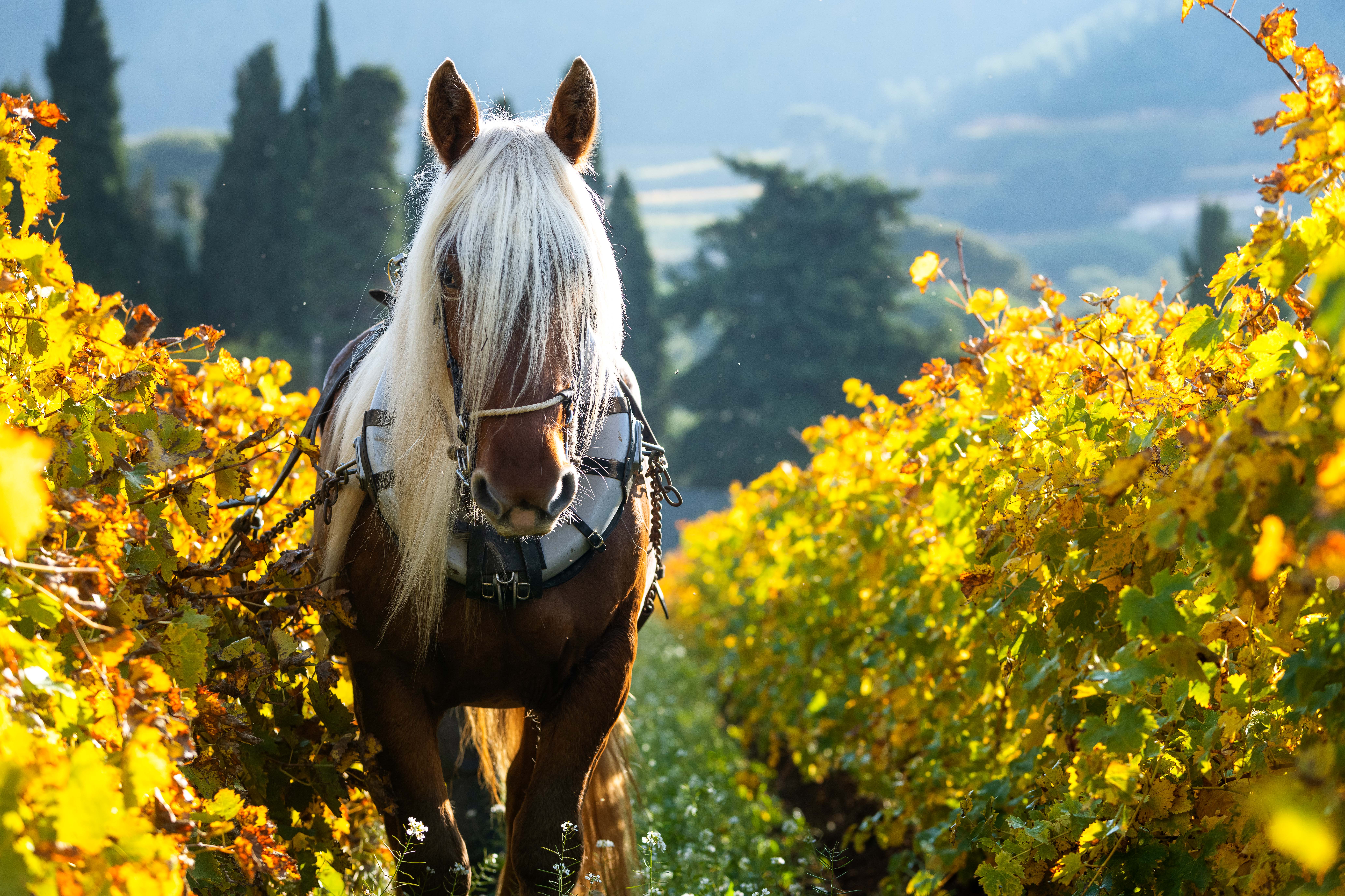 Labour à cheval