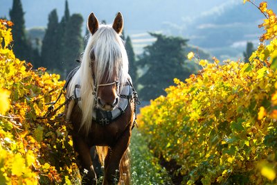 Labour à cheval