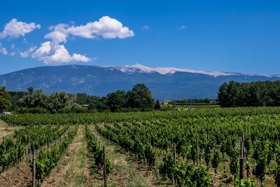 Vignoble LESCHANCEL
