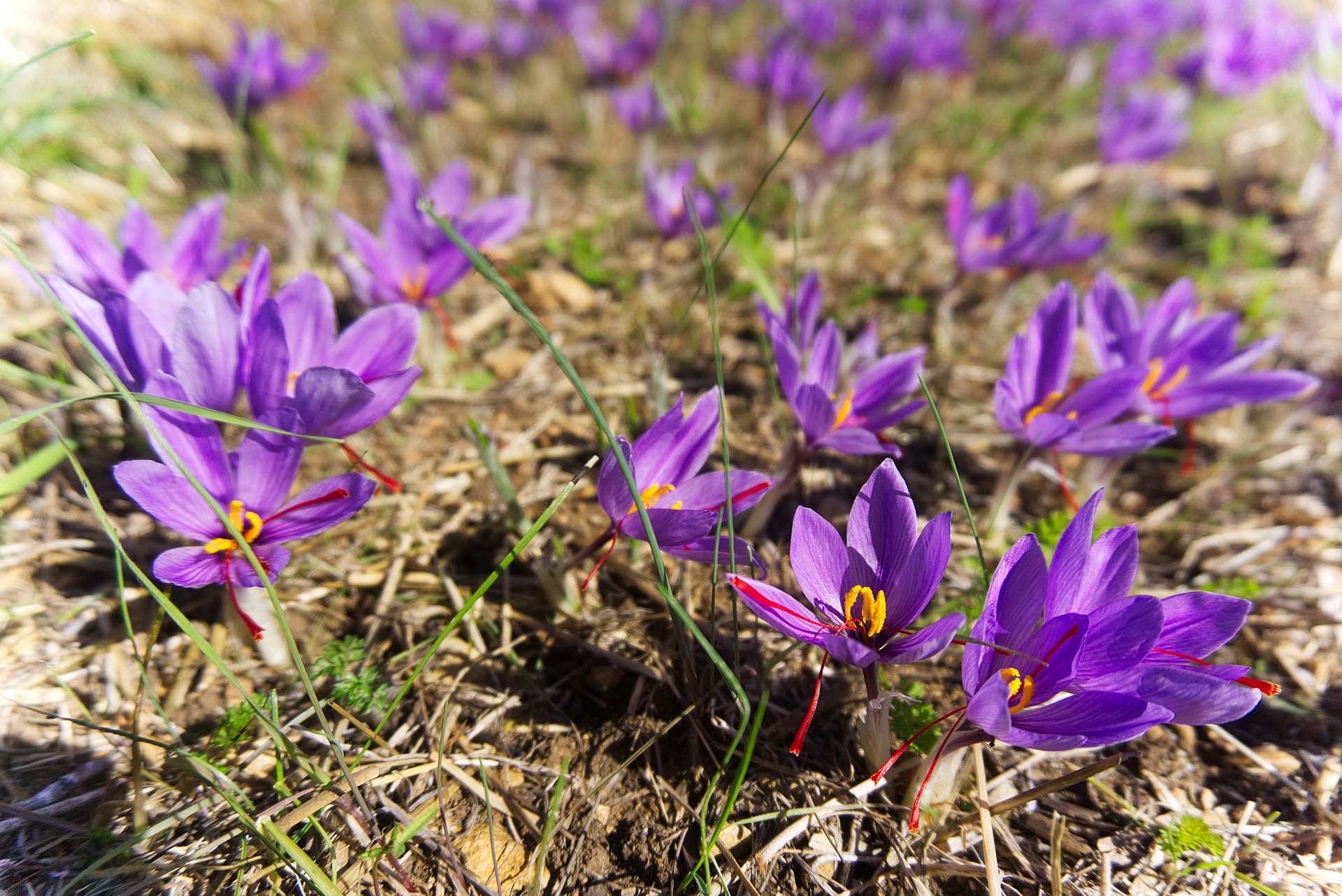 crocus safran