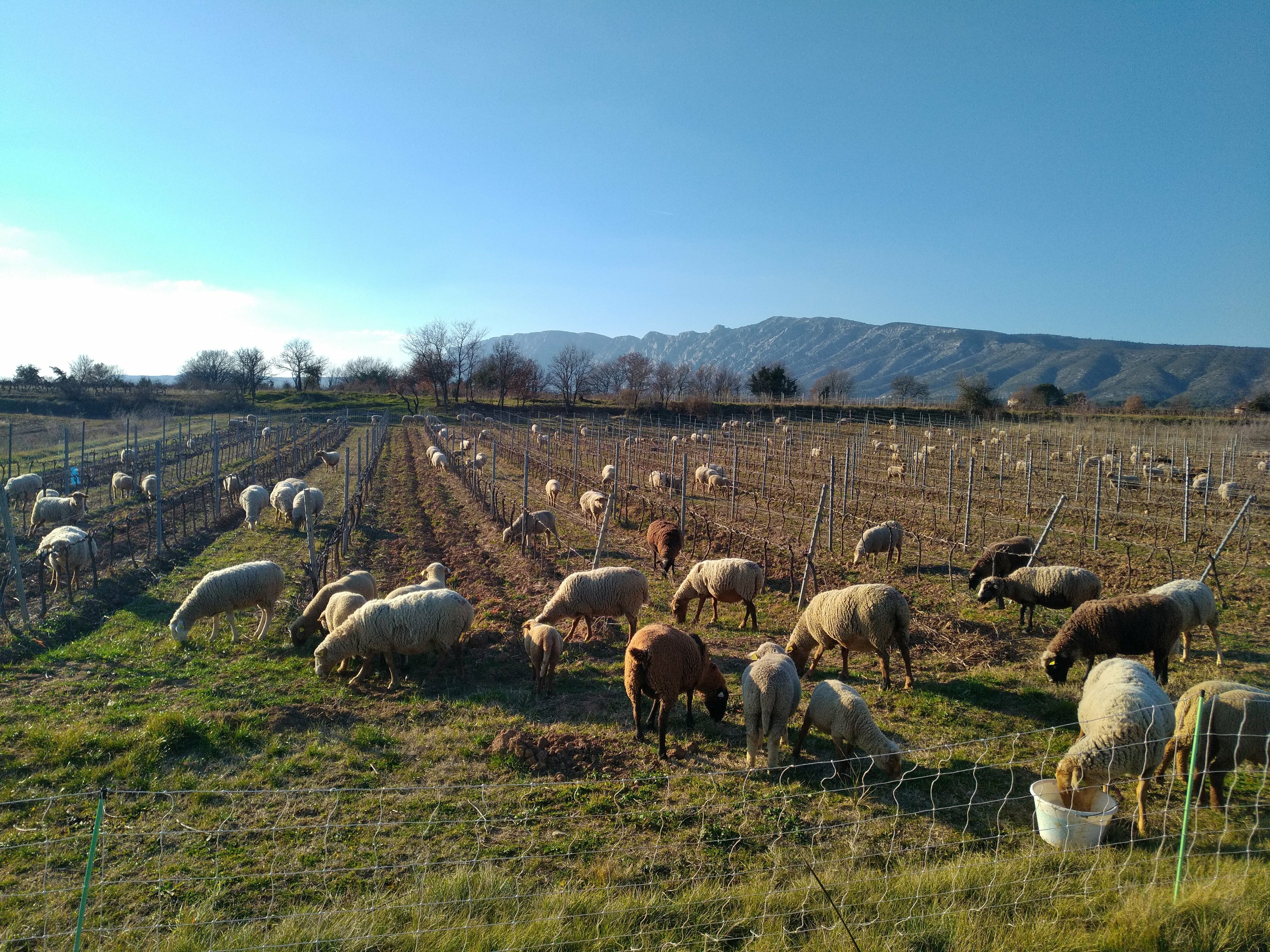 Domaine Vitori - Pourrières