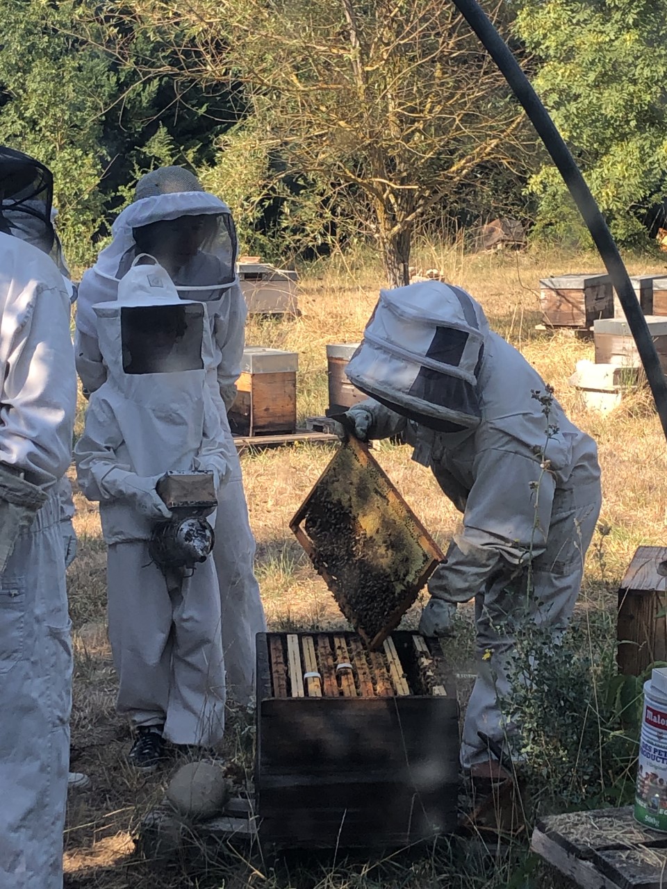 A fleurs d'abeilles