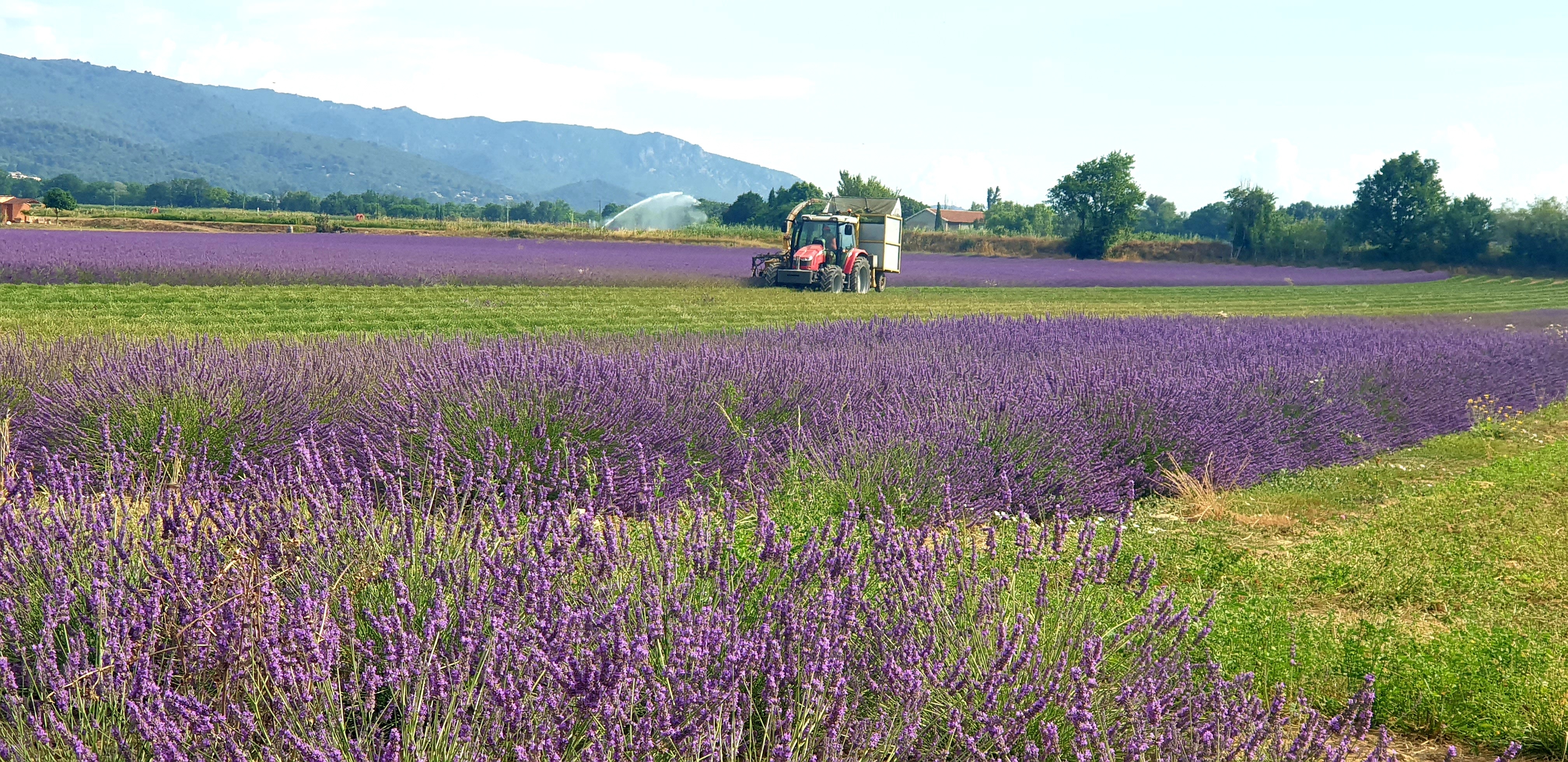 Champ de Lavande