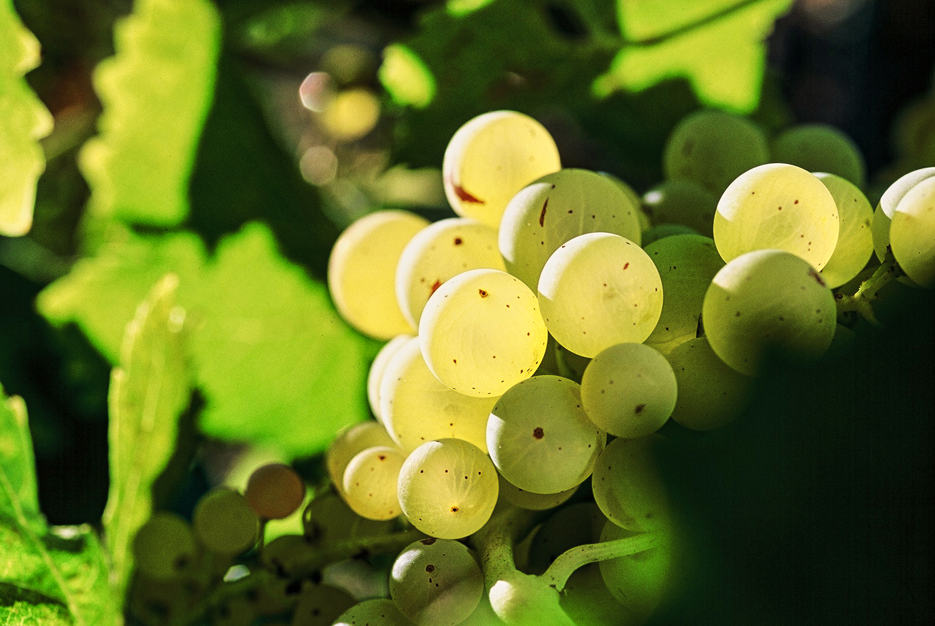 Domaine de la Tombarel - Brignoles