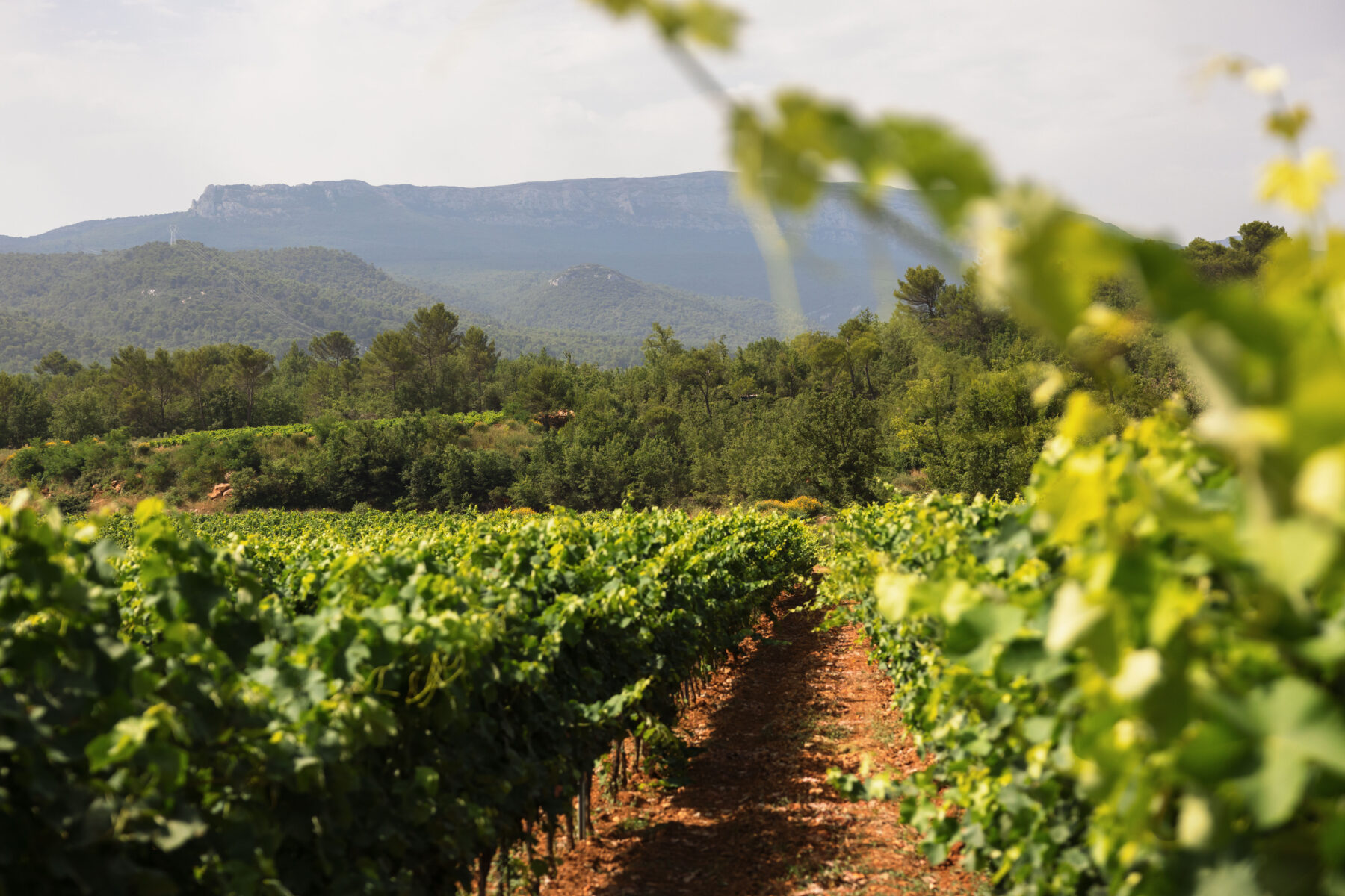 Domaine Julianna_Saint-Maximin-la-Sainte-Baume
