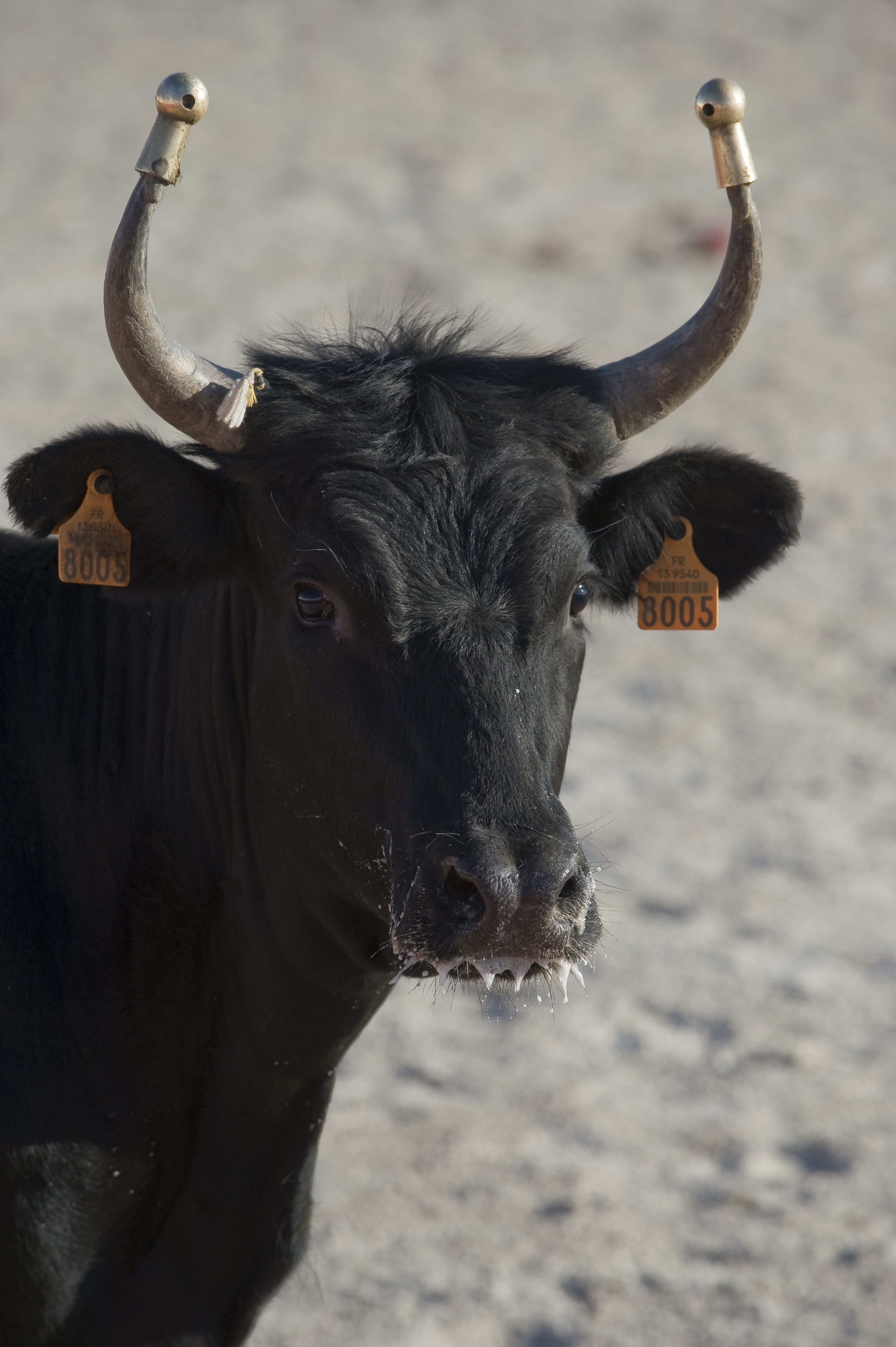 Manade Jacques Bon_Arles