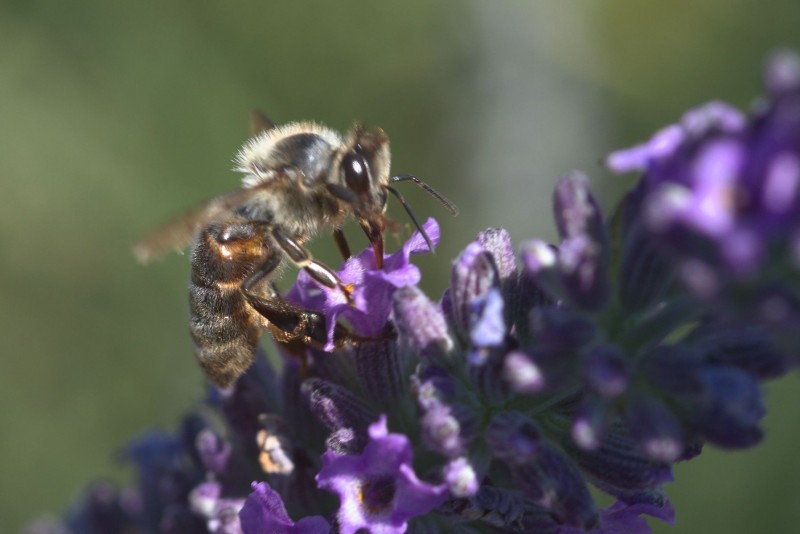 Ruchers de la bastide blanche