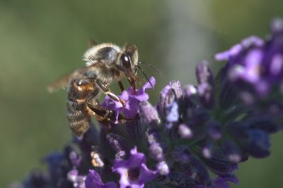 Ruchers de la bastide blanche