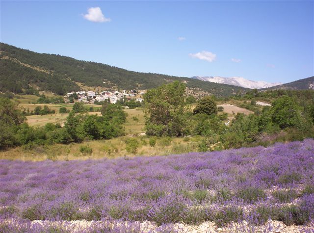 Vue sur les champs de lavande