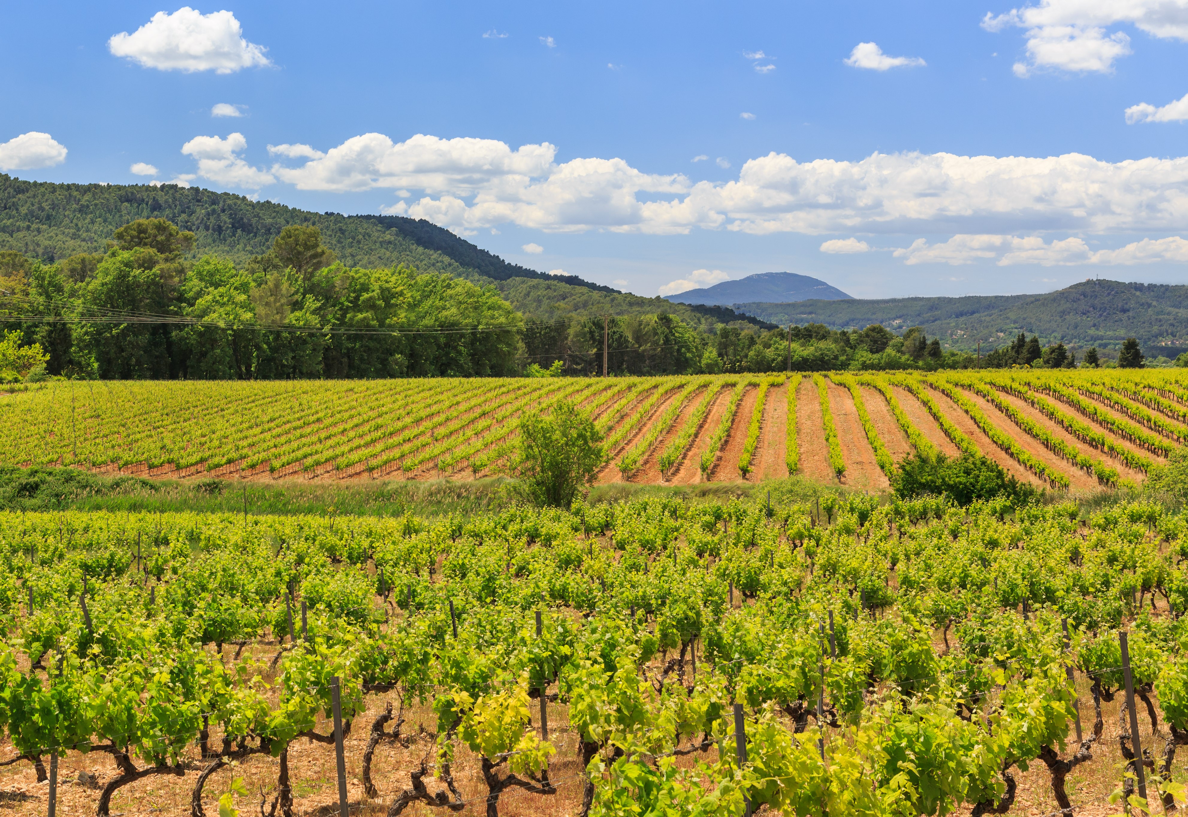 Vue sur les vignes