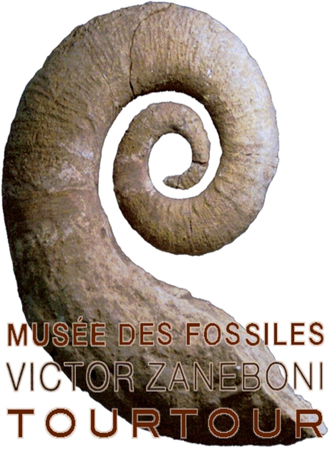 Musée des fossiles