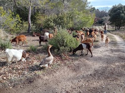 Les chevrettes de Malo_Puyvert