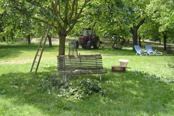 Ramassage du tilleul