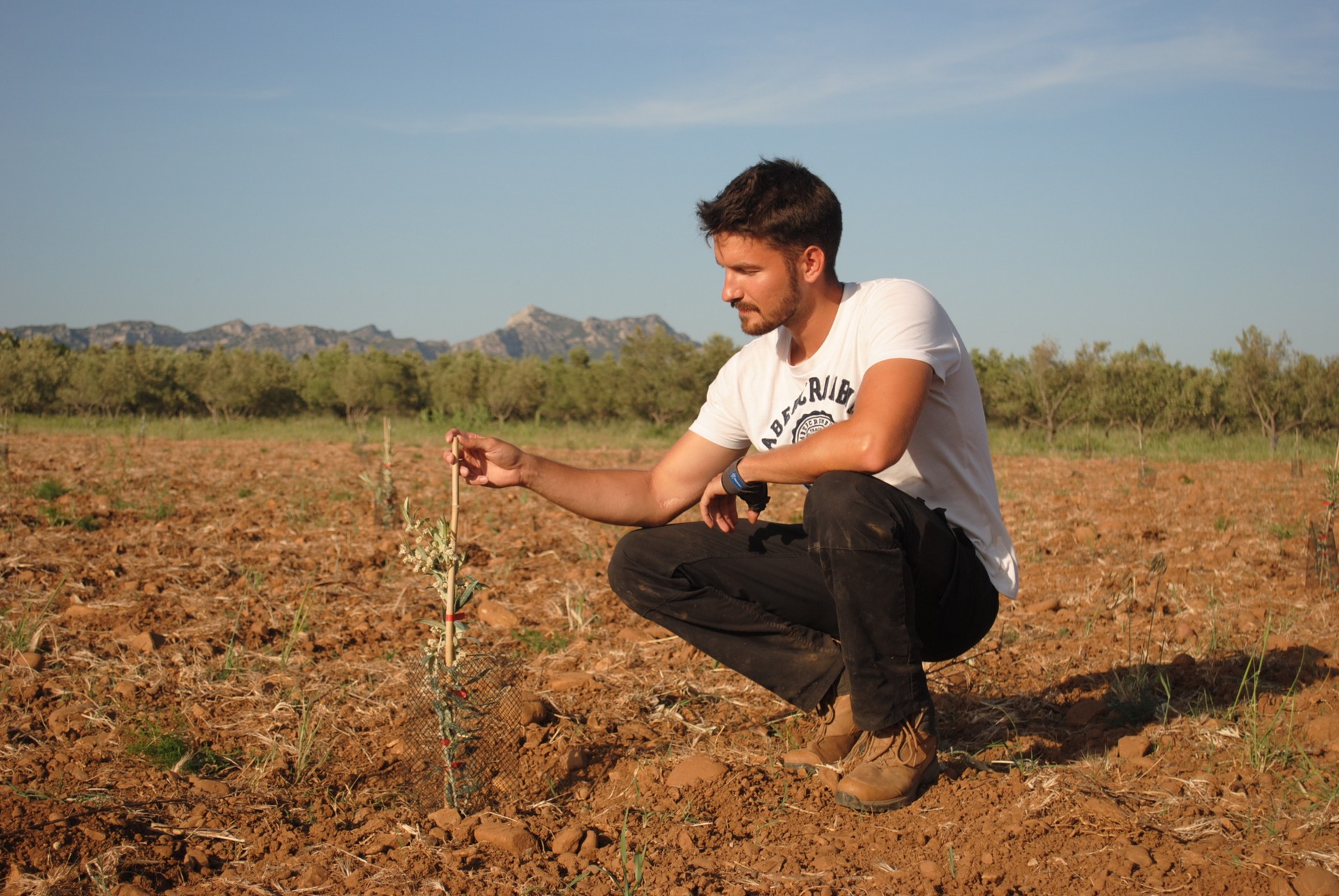 Amouriès - Domaine Delabarre Mouriès producteur Lucas