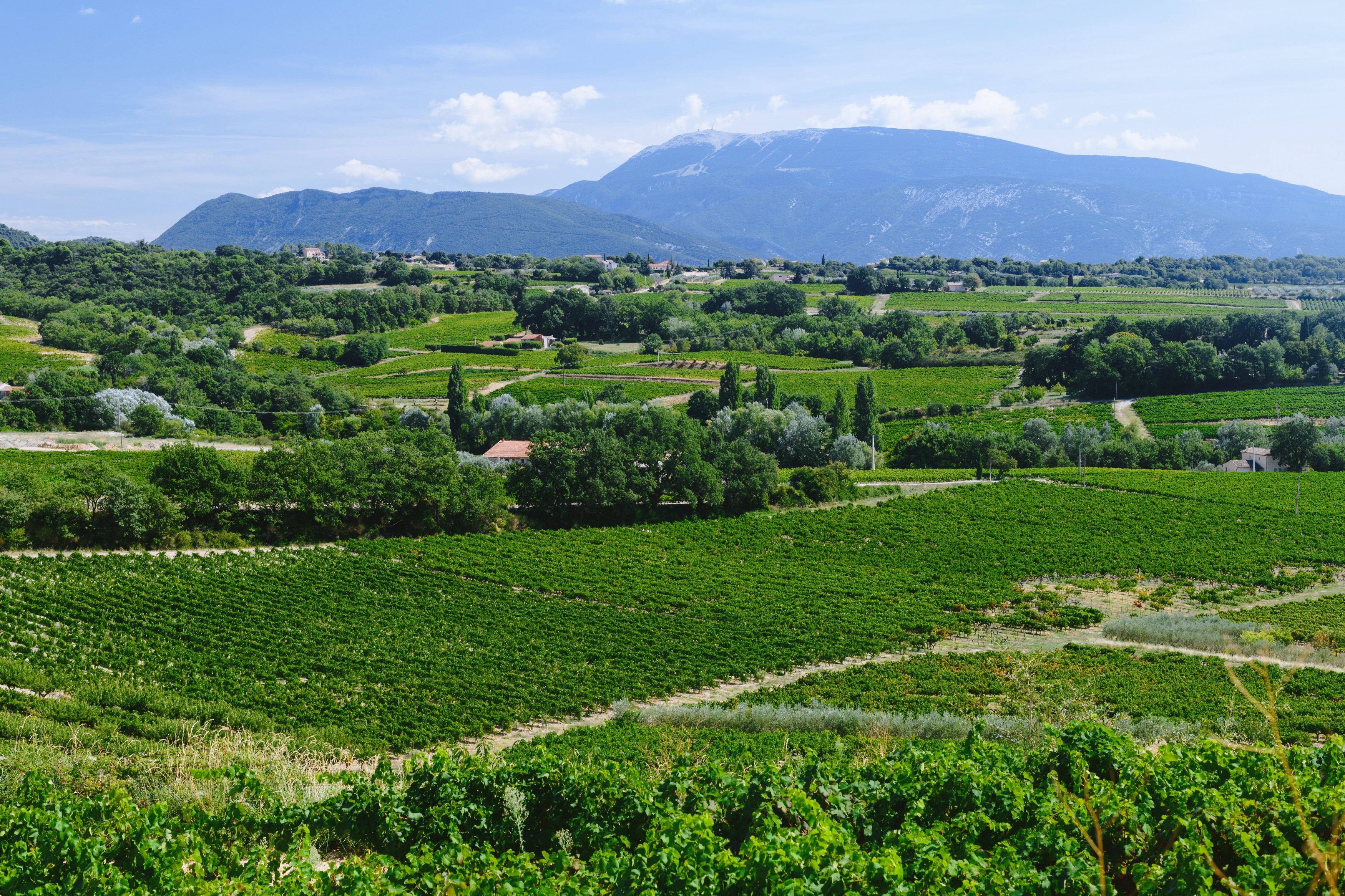 Une jolie vue sur le Mont Ventoux, de notre boutique.