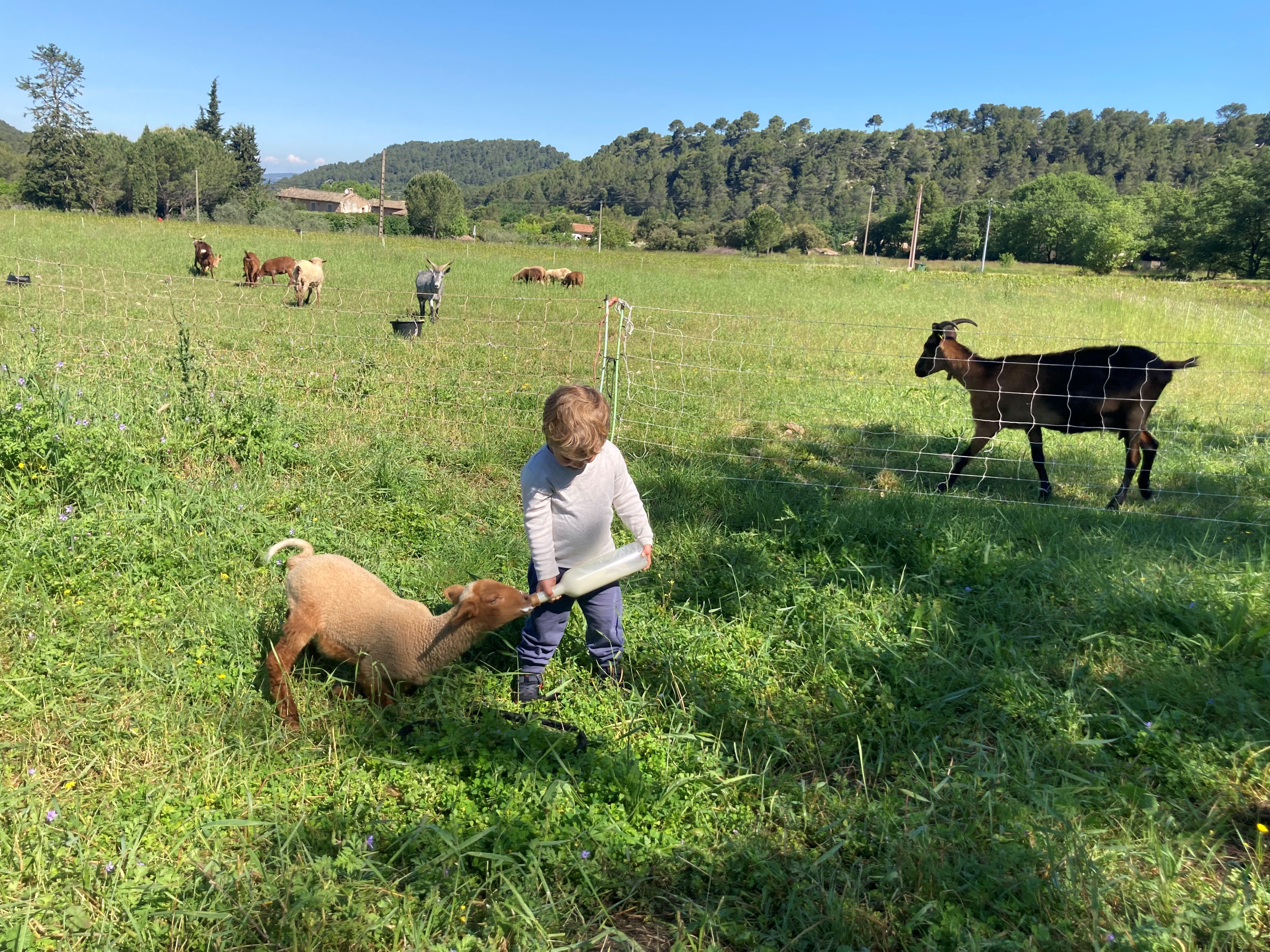 Ferme pédagogique - L'espigaou_Ménerbes