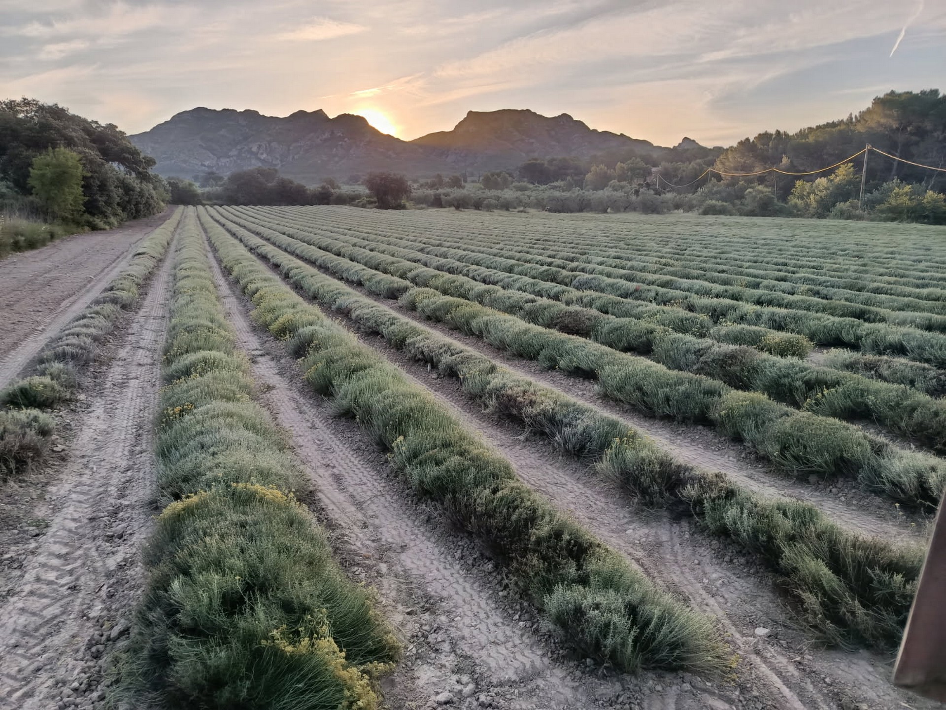 Producteur de lavandes Arom'Alpilles à Maussane-les-Alpilles Champ de lavandes