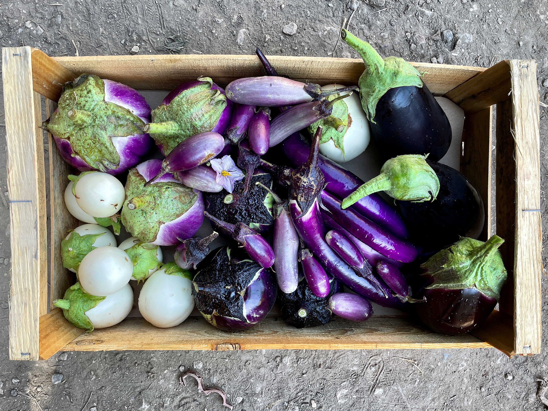 Cagette d'aubergines