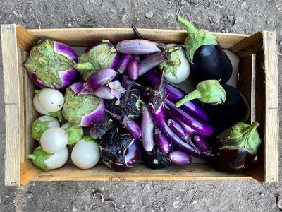Cagette d'aubergines