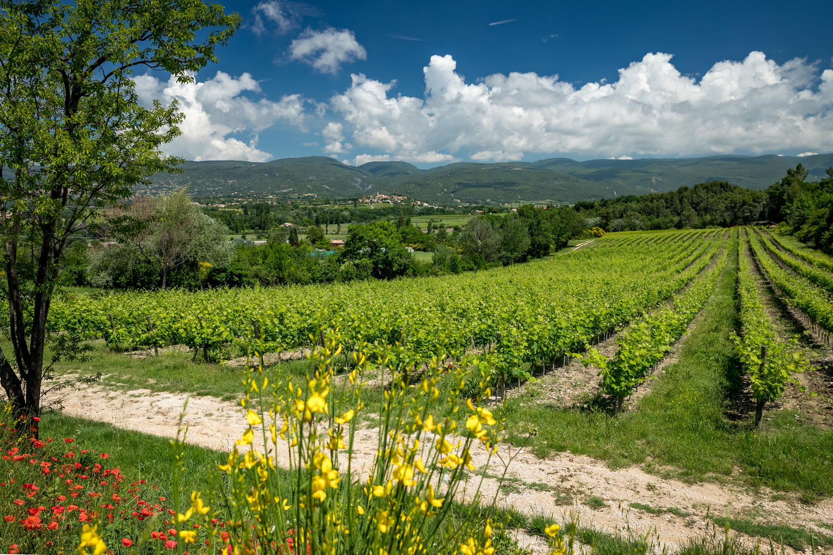 Sentier Vigneron