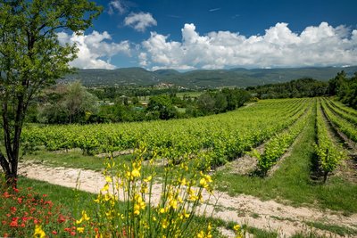 Sentier Vigneron