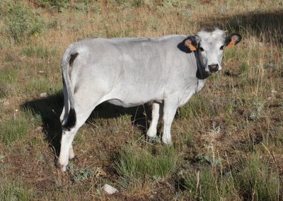 Une des vaches de la ferme de Grandchamp