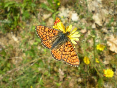 Mélitée du plantain