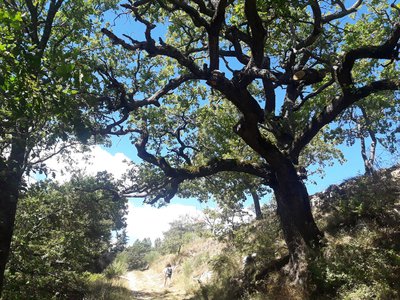 Chêne Blanc en chemin