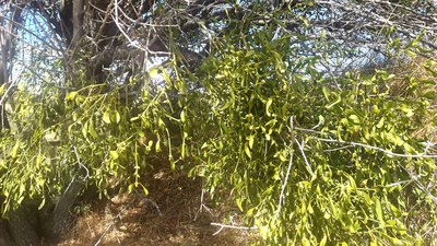 Branches de gui