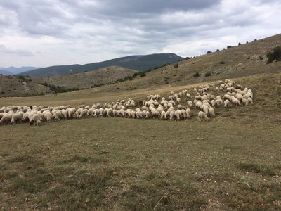 Troupeau de bebis sur le pâturage de Buc