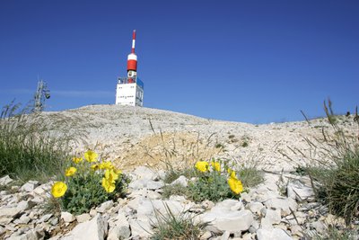 Pavot du Groeanland