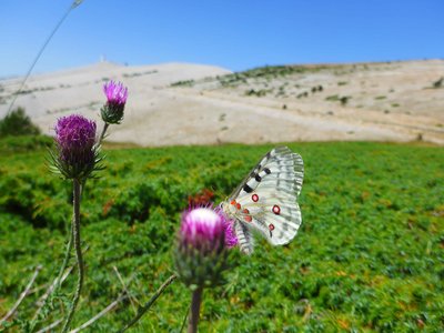 Apollon du Ventoux