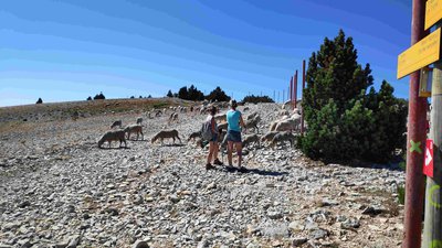 pastoralisme