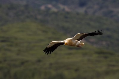Vautour percnoptère