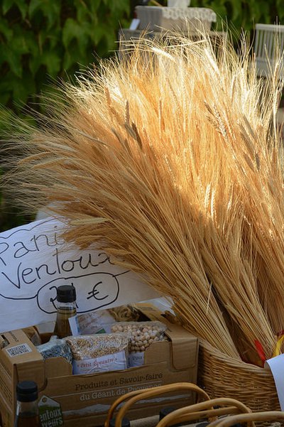 Petit épeautre