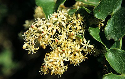 Fleurs de salsepareille