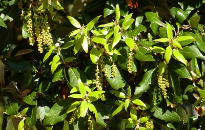 Feuilles et fleurs de chêne vert
