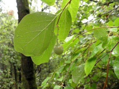 Feuilles et fruit de l'aliboufier