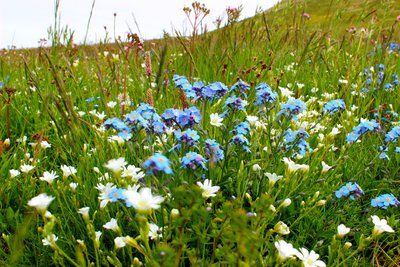Le Myosotis des Alpes
