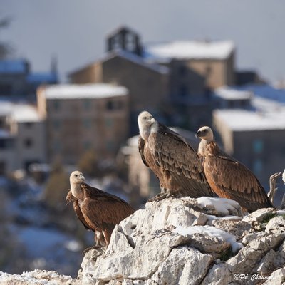 Vautour devant Rougon