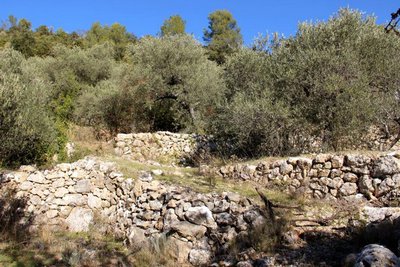 Restanques d'oliviers
