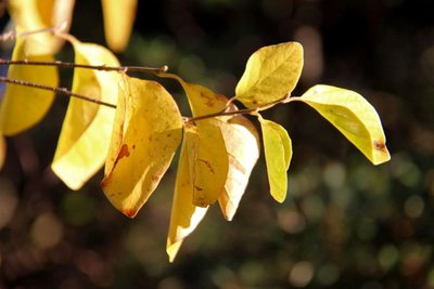 Feuilles d'aliboufier à l'automne