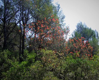 Forêt mixte