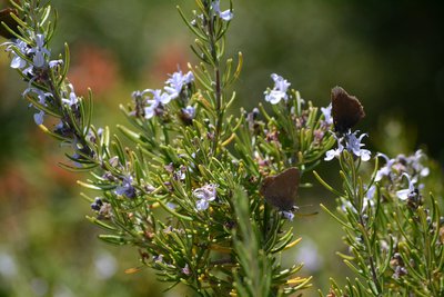 Pas que les abeilles profitent du nectar de romarin