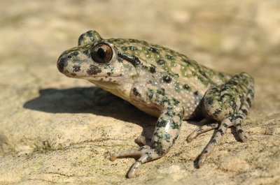 Pélodyte ponctué