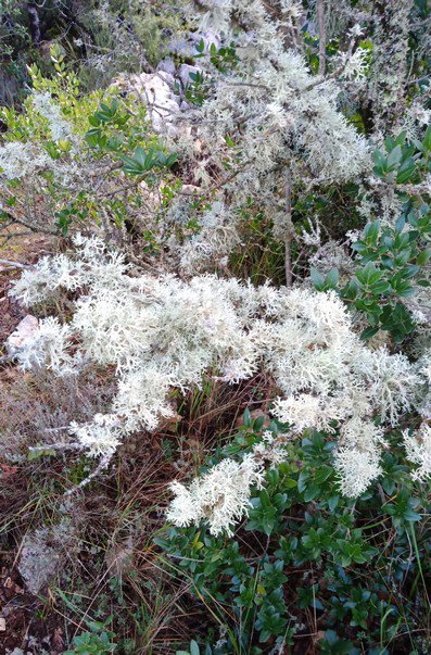 Evernia prunastri