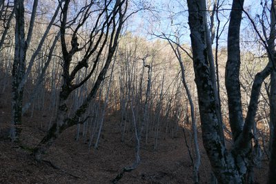 Hêtraie avant le col d’Avenos