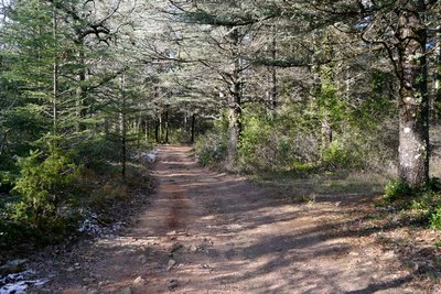 Plantation de cèdres dans la forêt domaniale