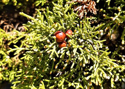 Fruits du Genévrier de Phénicie